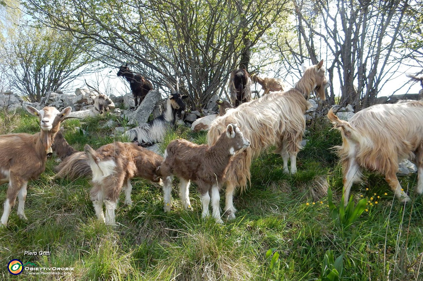 25-2 un bel gregge di caprette adulte e piccole.jpg